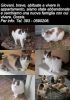 Nome del file : GATTI.JPG
Dimensione file : 51KB
Dimensioni : 363x512
Aggiunta il : 02 Gen 2013 GATTI.JPG