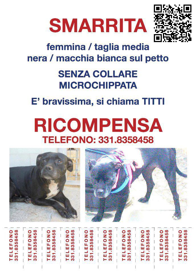 Immagine Allegata