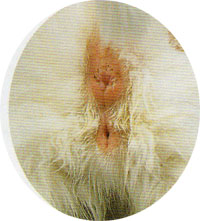 Immagine Allegata