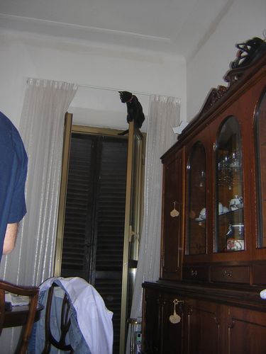 Immagine Allegata