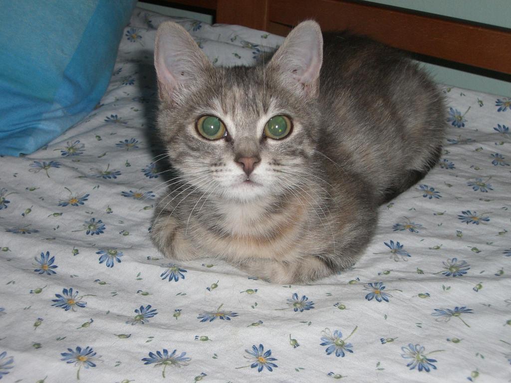 Immagine Allegata