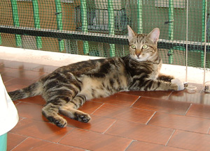 Immagine Allegata