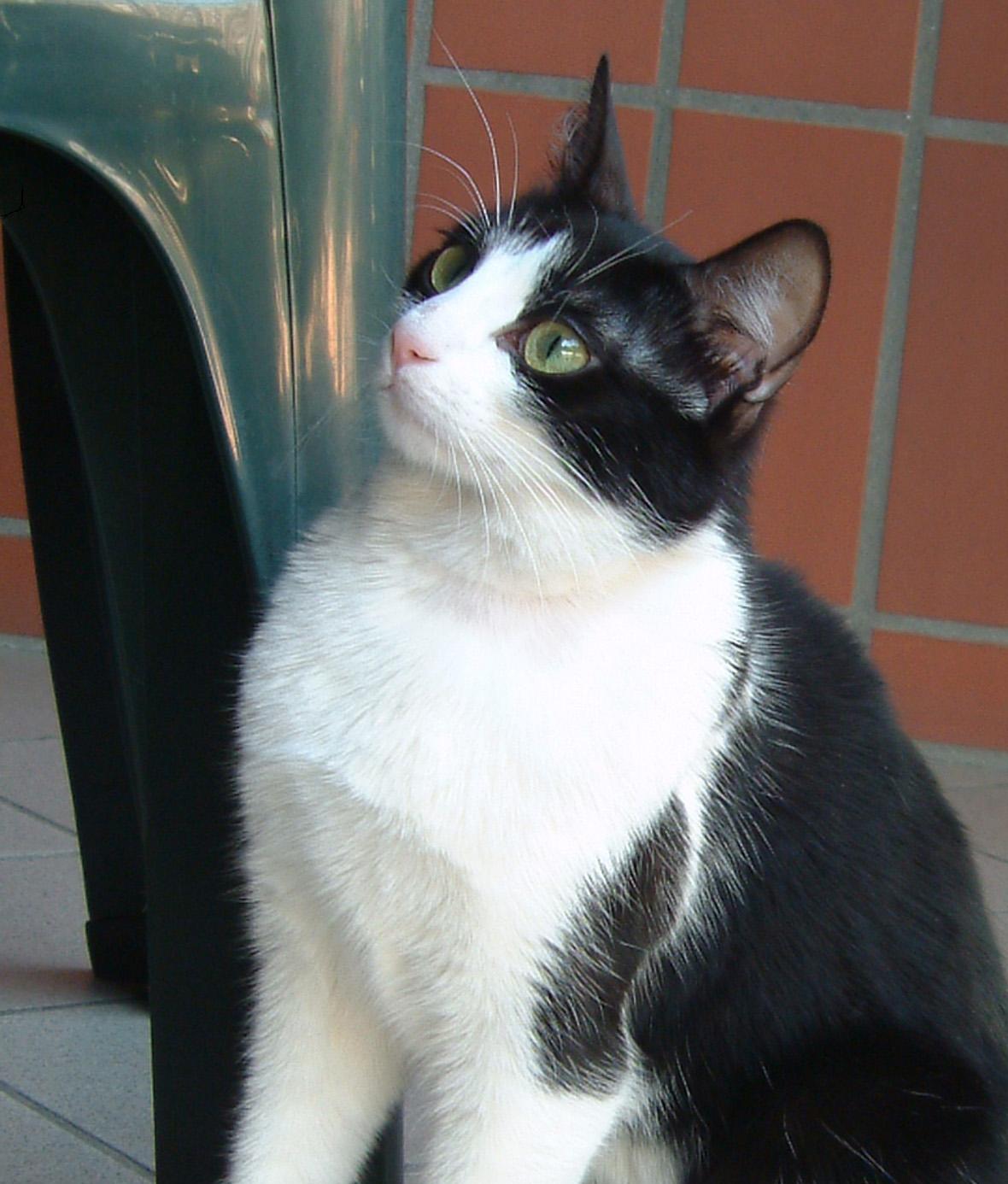 Immagine Allegata
