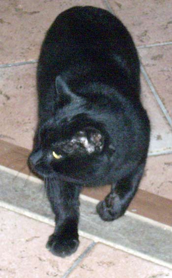 Immagine Allegata