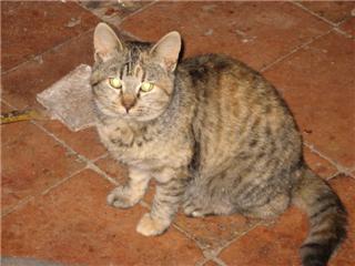 Immagine Allegata