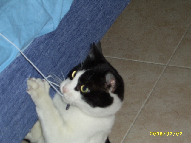 Immagine Allegata