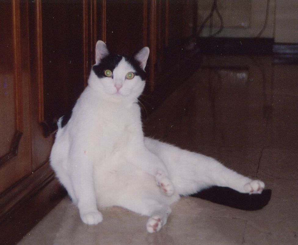 Immagine Allegata
