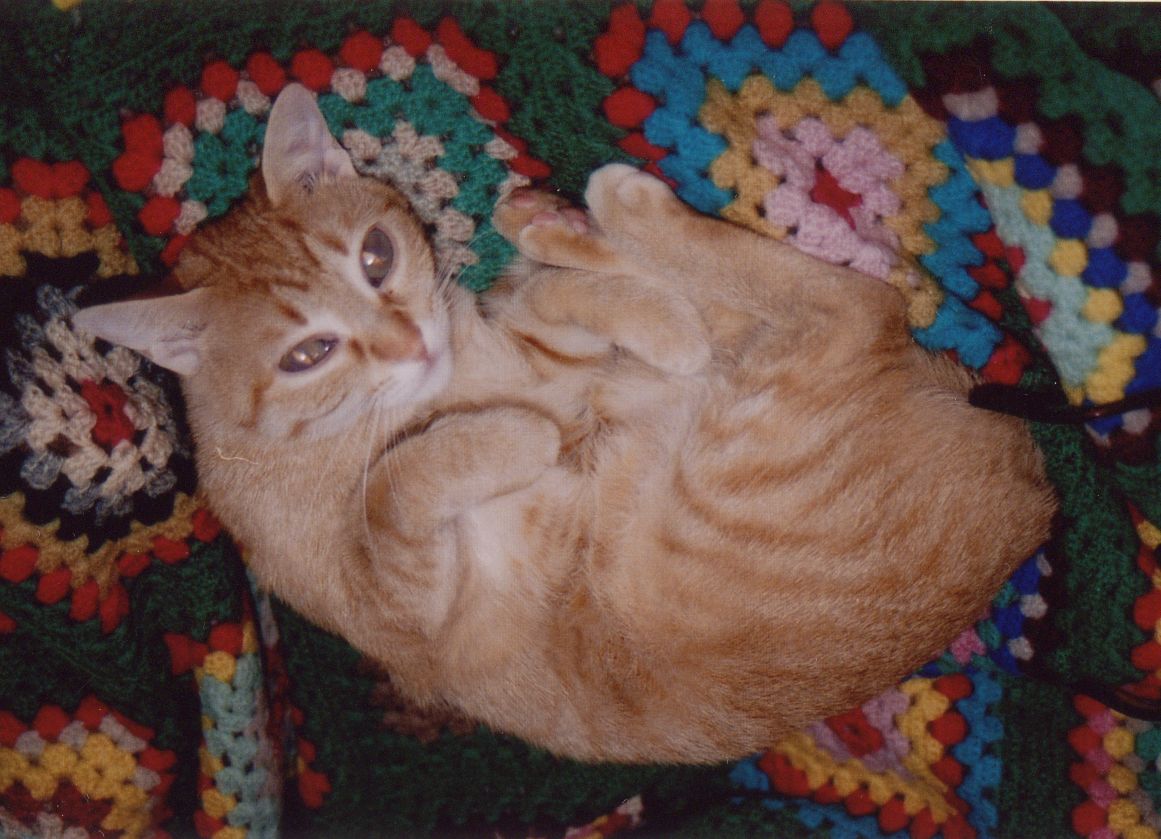 Immagine Allegata