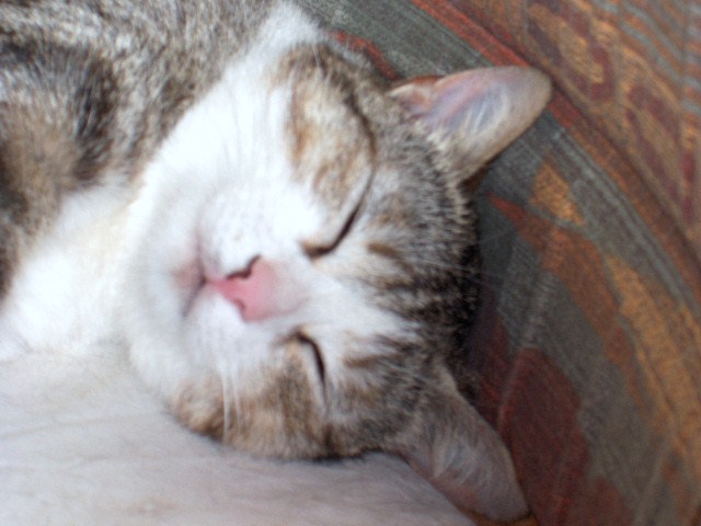 Immagine Allegata