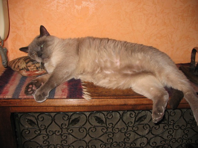 Immagine Allegata