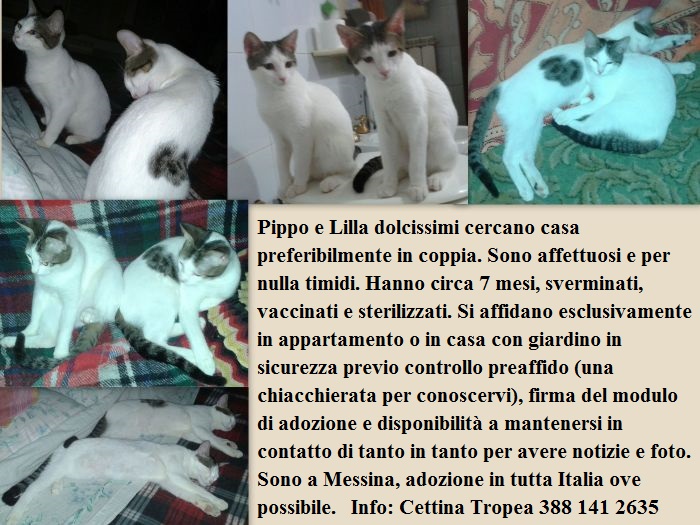 Immagine Allegata
