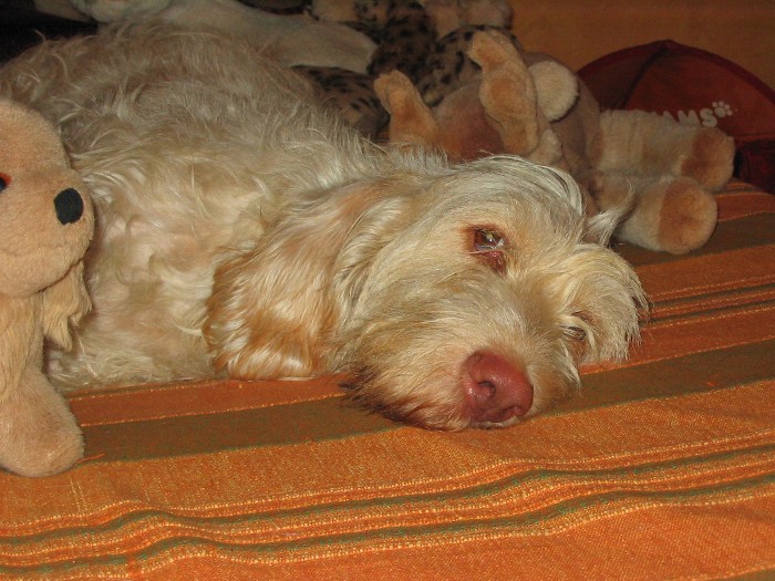 Immagine Allegata